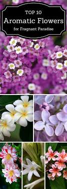 Fresh flowers from our fields, expertly designed and delivered by proflowers®. Top 10 Of The Most Fragrant Flowers In The World Fragrant Flowers Flower Garden Flowers