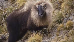 Explained Why Himalayan Tahr Have Got Kiwis All Riled Up Newshub