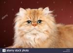 Golden Persian kittens for sale - CHRISTYPAW PERSIANS