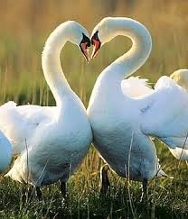 Les Codes De L Amour Chez Les Animaux Cygne Tubercule Animaux Cygne