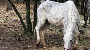 How heavy is a shetland pony? How Old Is The Oldest Horse