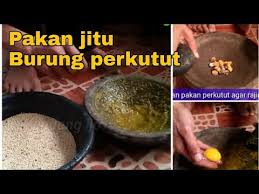 Setelah perkutut bangkok dimandikan, jemur dengan cara diletakkan dibawah atau juga bisa digantung memakai tiang kerekan. Racikan Pakan Perkutut Supaya Cepat Gacor Youtube