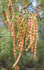 Maybe you would like to learn more about one of these? Edible And Useful Plants Of The El Paso Juarez Region Celebration Of Our Mountains