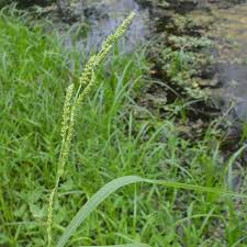 Image result for Echinochloa crus-pavonis