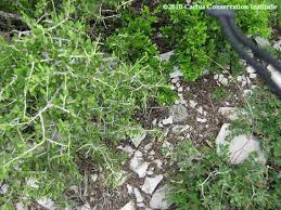 Image result for Landolphia cuneifolia