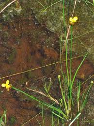 Image result for Xyris