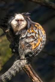 Common marmosets are very small monkeys with long tails. Black Tufted Marmoset Jim Zuckerman Photography