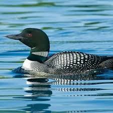 Common Loon Common Loon Pet Birds Canadian Wildlife