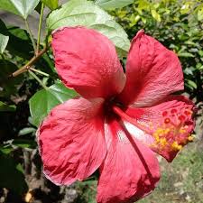 Manfaat kamboja merah bagi kesehatah dan kecantikan no 2 paling. Bunga Raya Island Resort Spa Picture Of Bunga Raya Island Resort Pulau Gaya Tripadvisor