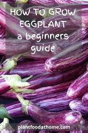 How To Grow Eggplant A Beginners Guide Summer Vegetables Garden Vegetable Garden Tips Growing Eggplant