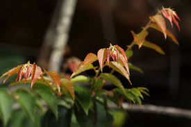 Image result for Gerrardinaceae