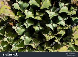 Image result for Euphorbia confinalis