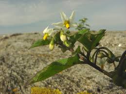 Image result for Solanum giganteum