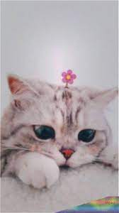 Hd wallpapers and background images. Cat Cute Cat Cat Memes Cat Funny Cat Tattoo Cat Doja Cat Drawing Cat Wallpaper Cat Art Cat Beautiful Foto Kucing Lucu Fotografi Hewan Wallpaper Kucing