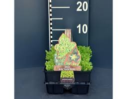 Wallpepper is a ideal groundcover for dry and. Mauerpfeffer Sedum Acre Yellow Queen 4 Pack Gartencenter Leurs Venlo Holland