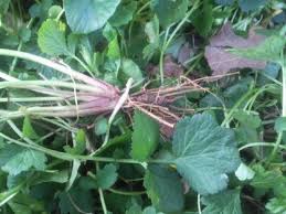 1 Cueillette Des Herbes Sauvages Comestibles Mois Apres Mois Plantes Sauvages Comestibles Plantes Comestibles Plantes Sauvages