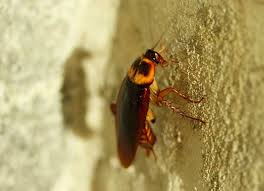 El criador de estos animales asegura que le gusta su sabor cuando las fríe con aceite de maní. Tienes Cucarachas En La Cocina Descubre Como Eliminarlas American Pest Control