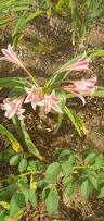 Image result for Crinum stuhlmannii
