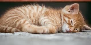 We did not find results for: Kucing Bisa Demam Ini Tanda Tanda Dan Penyebabnya Halaman All Kompas Com