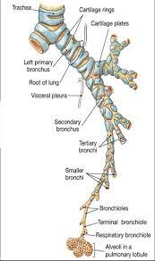 Physiology Review Conducting Zone Made Up Of Rigid Passageways That Serve To Warm Moisten And Filter T Respiratory System Anatomy Medical Anatomy Respiratory