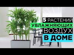 Luchshie Komnatnye Rasteniya Ochishayushie Vozduh Top15 Dlya Kvartiry I Doma
