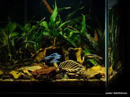 #55 bonsai aquascape ukuran 40cm смотреть онлайн в hd качестве. 5 Tema Aquascape Yang Mempercantik Ruangan Menakjubkan