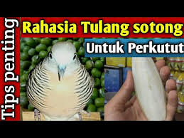 Hal tersebut dapat membantu anda yang ingin mengawinkan burung perkutut. Rahasia Tulang Sotong Untuk Burung Perkutut Tips Penting Truthabouttoyota