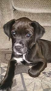Boxadore Boxador Puppies Puppies Dog Breeds