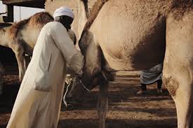 Domesticated camels (those raised by people) are usually fed dates, grass. Shopping For Camel Meat Outside Cairo