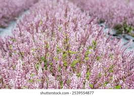 Image result for Platostoma