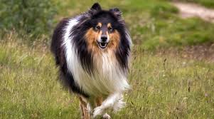 All About Rough Collies Breed Information Traits