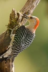 Backyard Birds Of Middle Tennessee Birds Red Bellied Woodpecker Middle Tennessee Jim Zuckerman Photography Backyard Birds Pet Birds Pretty Birds