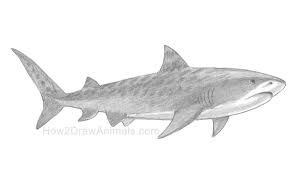 How To Draw A Tiger Shark By How2drawanimals On Youtube Tigershark Artsketches Pencildrawings Animaldrawings Drawingte Shark Drawing Shark Animal Drawings