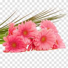 High Definition Television Pink Flowers Wallpaper Gerbera Vector Bouquet Of Red Transparent Png Using search and advanced filtering on pngkey is the best way to find more png images related to vector desenho de flor gerbera png. high definition television pink flowers
