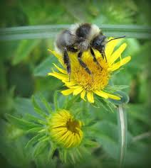 Image result for Bombus semenoviellus