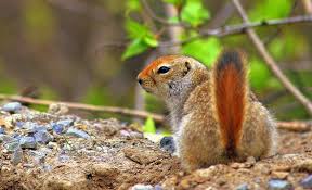 Check spelling or type a new query. 2 A Male Yearling Arctic Ground Squirrel In Boreal Forest Habitat Of Sw Download Scientific Diagram