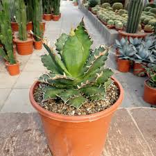 Infective diseases are caused by pathogens such as bacteria, fungi a novel use was the production of carminic acid, a commercially important red dye, derived from the crushing of dried cochineal beetles fed a diet of cacti. Agave Titanota Cv Red Catweezle Uhlig Kakteen More Than 5 000 Different Species