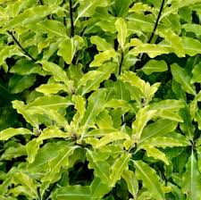 Image result for Pittosporum eugenioides
