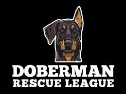 Check spelling or type a new query. Pets For Adoption At Doberman Rescue League In Oakland Park Fl Petfinder