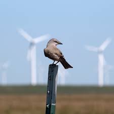 How Do Wind Farms Affect Birds And Bats Let S Talk Science