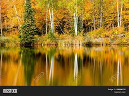 Check spelling or type a new query. Birch Trees Autumn Image Photo Free Trial Bigstock