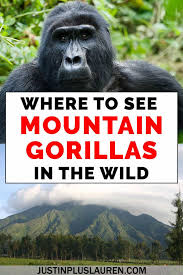 How To See Mountain Gorillas In The Wild Tips For Taking A Gorilla Safari In Africa Gorillas In The Wild Mountain Gorilla Gorilla