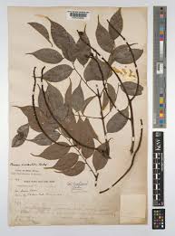 Image result for Bussea