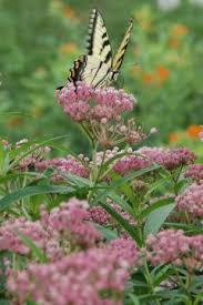 Image result for Asclepias graminifolia