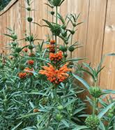 Image result for Leonotis