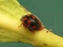 Pests can be controlled using pesticides or by introducing other species (biological control). Biological Pest Control Wikipedia