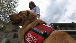 Apply for a social insurance number (sin). Families Seeking Autism Service Dogs Face Years Long Wait Lists Ctv News