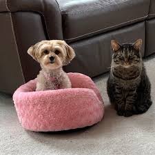 Search by zip code to meet available dogs in your area. Small Dog Rescue Of Minnesota Small Dogs Big Hearts
