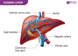 Also available for free anatomically, the liver is a meaty organ that consists of two large sections called the right and the left. Liver Diagram With Detailed Illustrations And Clear Labels