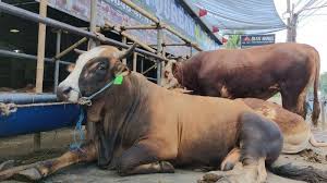 We did not find results for: Stok Sapi Lokal Menurun Saat Pandemi Pedagang Hewan Kurban Di Depok Datangkan Sapi Amerika Tribun Jakarta